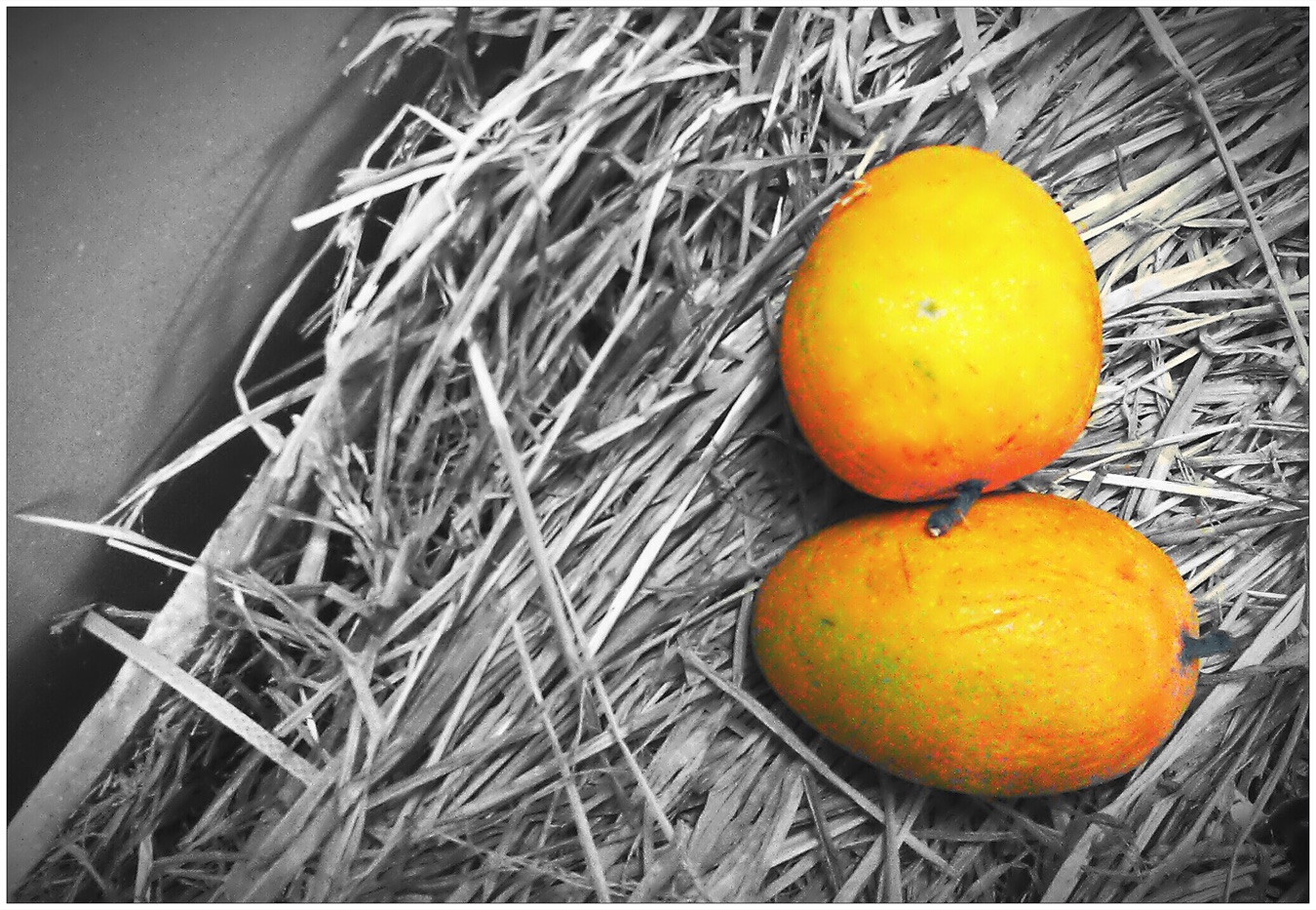 Two orange Alphonso mangoes resting on straw