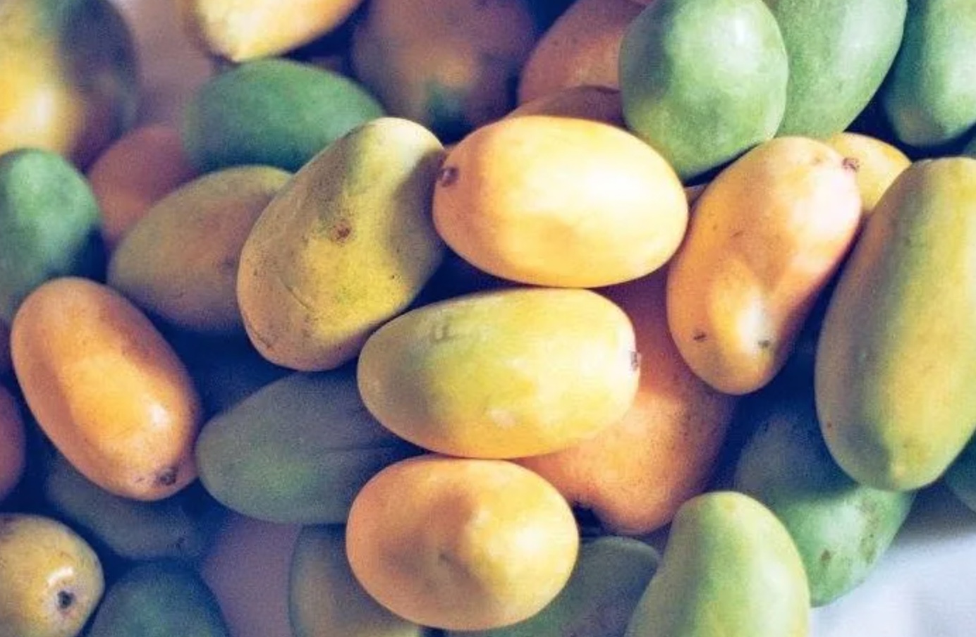 Green, yellow and orange mangoes gathered for a tasting