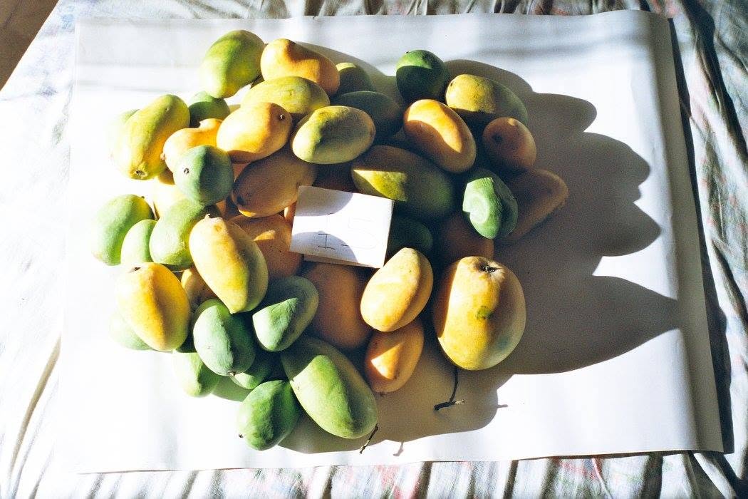 Green and golden mangoes spread on white paper in strong sunlight