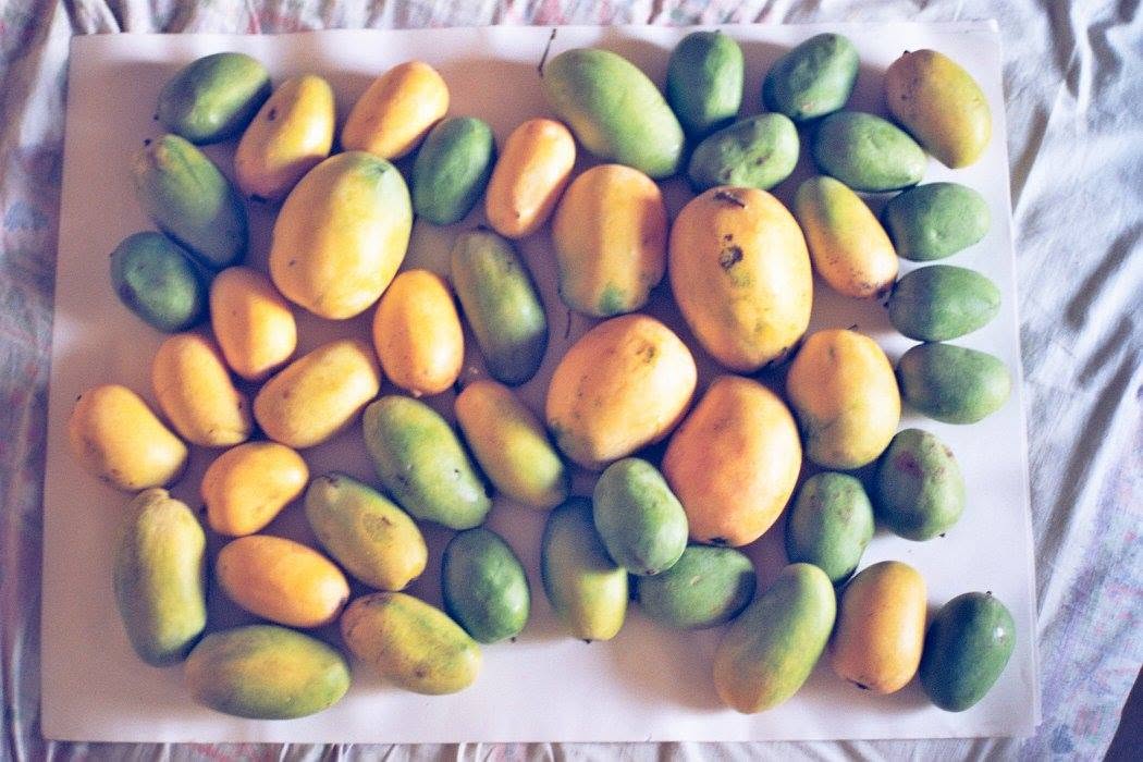 Dozens of green and golden mangoes arranged across a white sheet